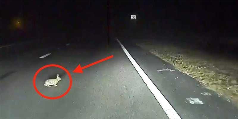 
                                    Видео: автопилот Tesla предотвращает наезд на кролика
                            