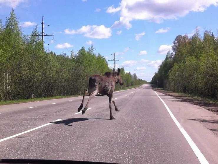 Почему водителю критически важно смотреть на обочину дороги