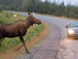 Названо количество аварий с участием лосей в Подмосковье