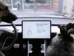 «Собачий» режим Tesla помог автомобилисту уйти от судебного преследования