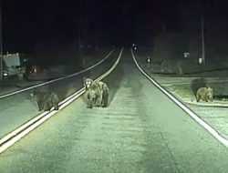 Видео: автопилот Tesla предотвращает наезд на медведей