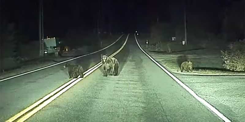 Видео: автопилот Tesla предотвращает наезд на медведей