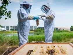 На заводе Rolls-Royce во время пандемии работают настоящие пчелы