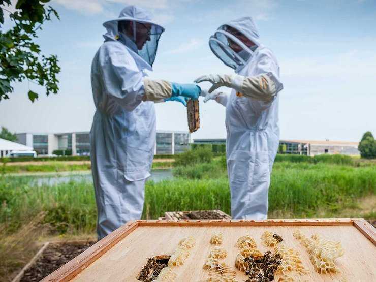 На заводе Rolls-Royce во время пандемии работают настоящие пчелы