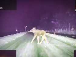 Видео: Tesla Model S проходит «лосиный тест» в реальной жизни с настоящим лосем