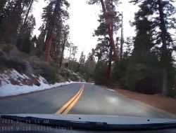 Видеорегистратор занял падение гигантского дерева на седан Pontiac