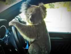 Коала стала причиной аварии из шести автомобилей