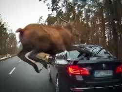 Видео: стадо оленей попыталось перепрыгнуть через движущийся BMW