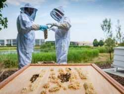 Rolls-Royce открыл вакансию пчеловода. Платить за эту работу не будут