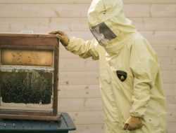 На заводе Lamborghini занялись пчеловодством во имя экологии