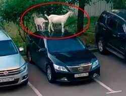 Козел на Camry: в Москве животные атаковали припаркованные машины