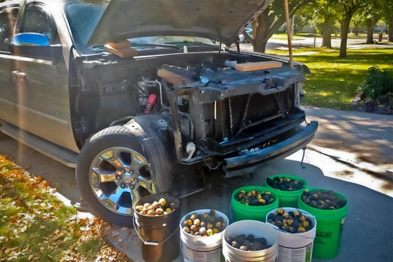 Белки устроили склад с грецкими орехами под капотом пикапа Chevrolet