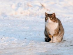 ГИБДД в посте с котиком предупредила водителей о гололеде