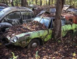 В лесу обнаружили гигантское кладбище классических автомобилей
