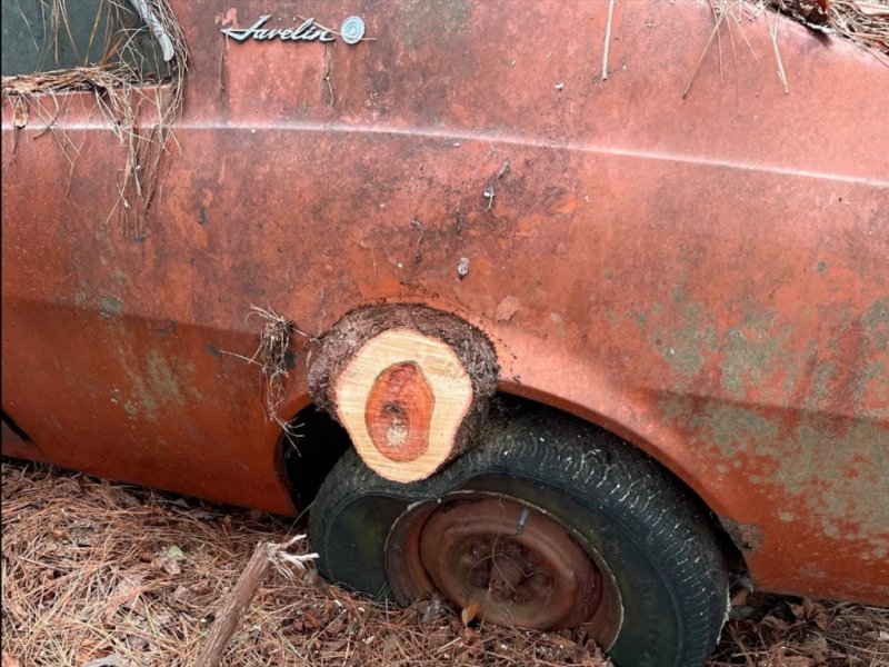 
            В США в лесу нашли заброшенный автосалон со старыми машинами. Фото
        