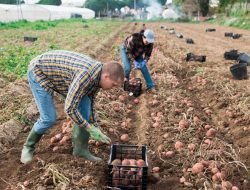 Калининградский «Автотор» выделил работникам по 10 соток под огороды