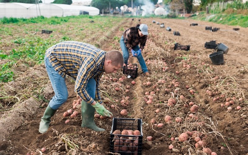Калининградский «Автотор» выделил работникам по 10 соток под огороды