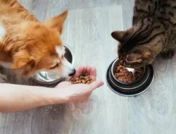Сухой корм для кошек — критерии выбора