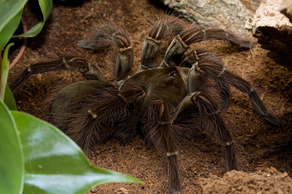 Найбільші павуки у світі