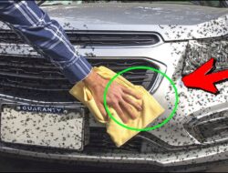 Средство для удаления насекомых с кузова машины — особенности выбора